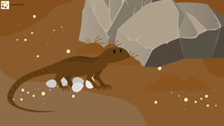 Animals reproduction