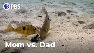 حیات وحش اقیانوس