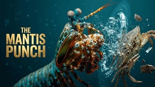 چگونه یک میگوی کوچک شدیدترین ضربه را در اقیانوس ایجاد می‌کند؟ | فیزیک میگوی مانتیس