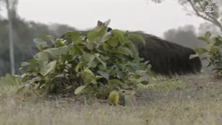 زبان درازترین موجود روی زمین ، مورچه خوار غول پیکر