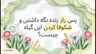 میخک_هندی__زیبای_سخت_گیر