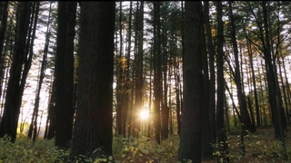 دانلود فیلم درخت‌بان The Arborist 2025 با زیرنویس چسبیده فارسی