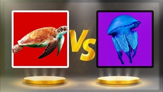 کدام حیوان بیشترین طول عمر را دارد؟ عمرشان چندسال است؟