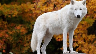 حمله گرگ به یک دانشجو در دانشگاه زنجان