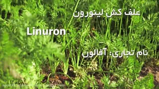 خرید علف کش پیش رویشی و پس رویشی تضمینی برای مزارع هویج و نخود | سم لینورون