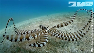 اختاپوس از اختاپوس رباتیک تقلید می‌کند