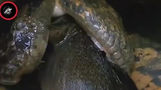 مار آناکوندا | غول ترسناک جنگل‌های آمازون