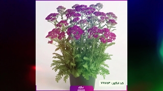 سفارش بو مادران عطر گرم خاطره‌ها