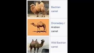 شتر و تاریخ جالب زندگی آن بر روی زمین