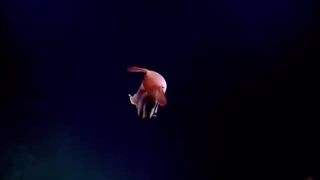 هشت پا، موجودی شبه فضایی که در آبهای زمین پرسه میزند