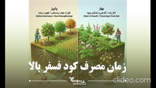 زمان مصرف کود فسفر بالا | تایمکس