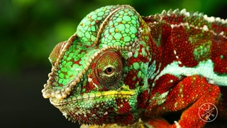 خزندگان و دوزیستان