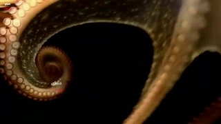 هشت پا - اختاپوس - شاهکار طبیعت - از اعماق دریا تا سفره های غذایی