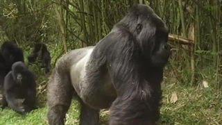 بیولوژی حیرت‌انگیز گوریل‌ها - اسرار تکاملی و قدرت شگفت‌انگیز طبیعت