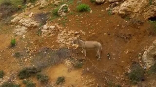 خرها در گذر تاریخ، آیا خر ها از هزاران سال سختی و مشقت رهایی پیدا کرده اند