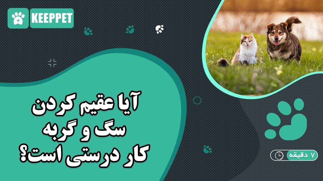 آیا عقیم کردن سگ و گربه کار درستی است؟