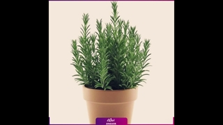 سفارش رز ماری معطر و همیشه‌سبز