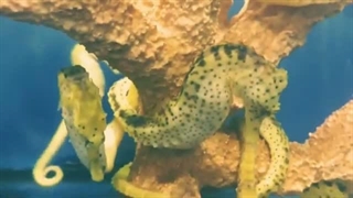 اسب دریایی درنده ترین موجود آبهای زمین