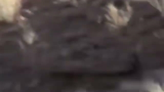 پیروز یوزپلنگ ایرانی