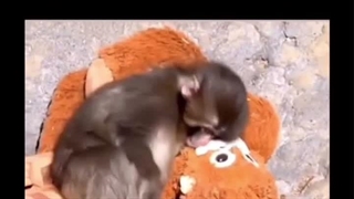 دلبستگی~