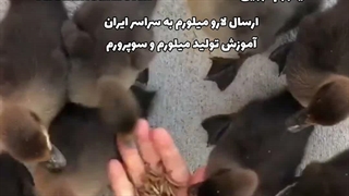 فروش لارو میلورم زنده | تغذیه اردک جوجه اردک