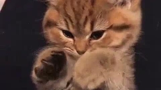آدم سگ باشه ولی اصفهانی نباشه