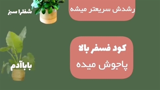 بهترین هورمون پاجوش ترفند روش های ریزش رشد سریع انفجاری گل زاموفیلیا شفلرا پتوس سریع گیاهان آپارتمانی گیاه کود تقویتی