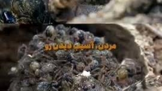 عنکبوت گرگی