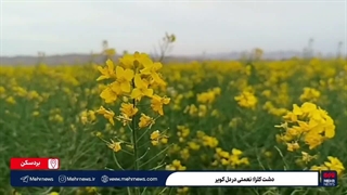 دشت کلزا؛ نعمتی در دل کویر بردسکن