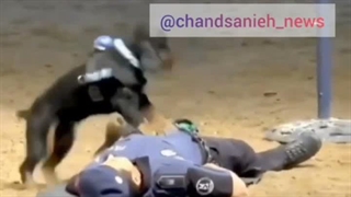 سگ پلیس مادرید با اجرای CPR در تمرین، اینترنت را شگفت‌زده کرد