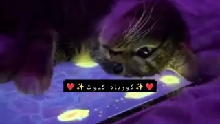 میوووووو~~~کپیو~~