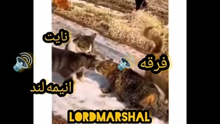 گزارش دعوای امروز | فرقه مقدس | انیمه نایت | انیمه لند
