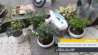 گل مهیاس