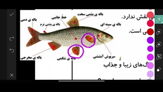 تحلیل ویدئویی سوالات ۵۶و۵۷ علوم نهم،مرحله پنجم ازمون ققنوس