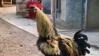 وقت بیدار شدنه خروسه کشت خودشو شما بیدار نشدید