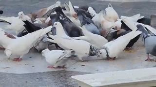 زیبایی فقط همین و بس:)