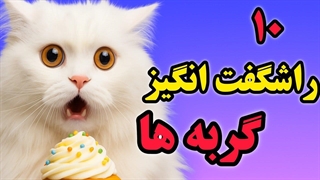 ۱۰ راز شگفت‌انگیز درباره گربه‌ها که هیچکس به شما نمی‌گوید