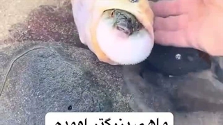 ماهی بادبادکی