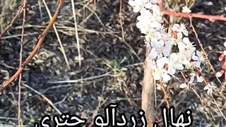 قیمت نهال زردآلو چتری یا زردآلو مجنون