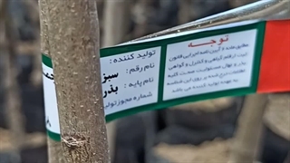 نهال گوجه سبز در نهالستان تک فیدان
