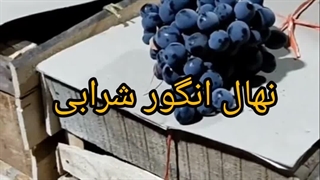 خرید و قیمت نهال انگور شرابی