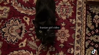 بچه ها یه نفر میخام سینگل باشه برا یه بنده خدایی.....کسی هست 