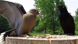 کبوتر سوگوار با دیگران خوب کنار نمی‌آید