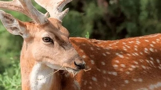 برخورد عجیب یک گوزن با عابر پیاده در اوکراین