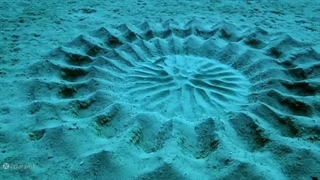ماهی طراح