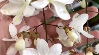 آموزش خرید فروش عکس شرایط نگهداری خواص تکثیر قیمت گل گیاه آپارتمانی رونده ستاره ای آبشاری جاسمین