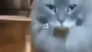 *فاقد محتوا