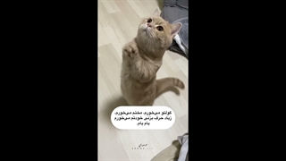 کپ-