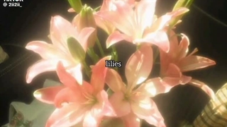 ✧Lilis