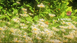 زیبایی گل